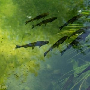Hinckley Wharf CIC is a Community Interest Company dedicated to supporting, promoting, and safeguarding water-based community activities in Hinckley, Leicestershire. We bring together local clubs, charities, and volunteer groups who use the Ashby Canal and surrounding waterways as a base for education, recreation, and community wellbeing.