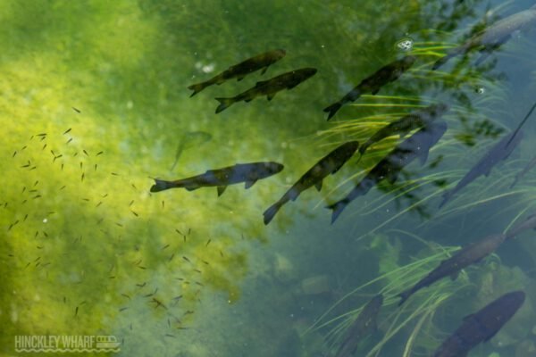 Hinckley Wharf CIC is a Community Interest Company dedicated to supporting, promoting, and safeguarding water-based community activities in Hinckley, Leicestershire. We bring together local clubs, charities, and volunteer groups who use the Ashby Canal and surrounding waterways as a base for education, recreation, and community wellbeing.
