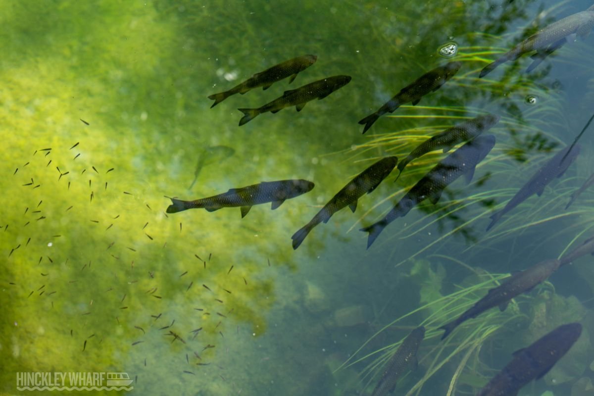 Hinckley Wharf CIC is a Community Interest Company dedicated to supporting, promoting, and safeguarding water-based community activities in Hinckley, Leicestershire. We bring together local clubs, charities, and volunteer groups who use the Ashby Canal and surrounding waterways as a base for education, recreation, and community wellbeing.