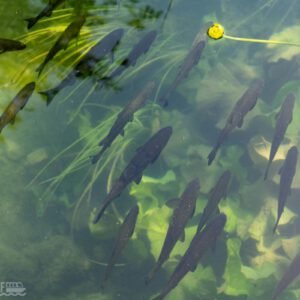 Hinckley Wharf CIC is a Community Interest Company dedicated to supporting, promoting, and safeguarding water-based community activities in Hinckley, Leicestershire. We bring together local clubs, charities, and volunteer groups who use the Ashby Canal and surrounding waterways as a base for education, recreation, and community wellbeing.