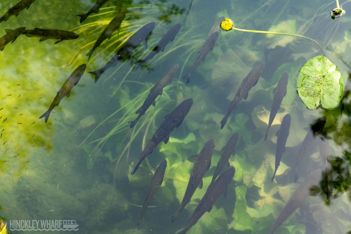 Hinckley Wharf CIC is a Community Interest Company dedicated to supporting, promoting, and safeguarding water-based community activities in Hinckley, Leicestershire. We bring together local clubs, charities, and volunteer groups who use the Ashby Canal and surrounding waterways as a base for education, recreation, and community wellbeing.