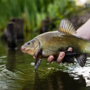 Hinckley Wharf CIC is a Community Interest Company dedicated to supporting, promoting, and safeguarding water-based community activities in Hinckley, Leicestershire. We bring together local clubs, charities, and volunteer groups who use the Ashby Canal and surrounding waterways as a base for education, recreation, and community wellbeing.