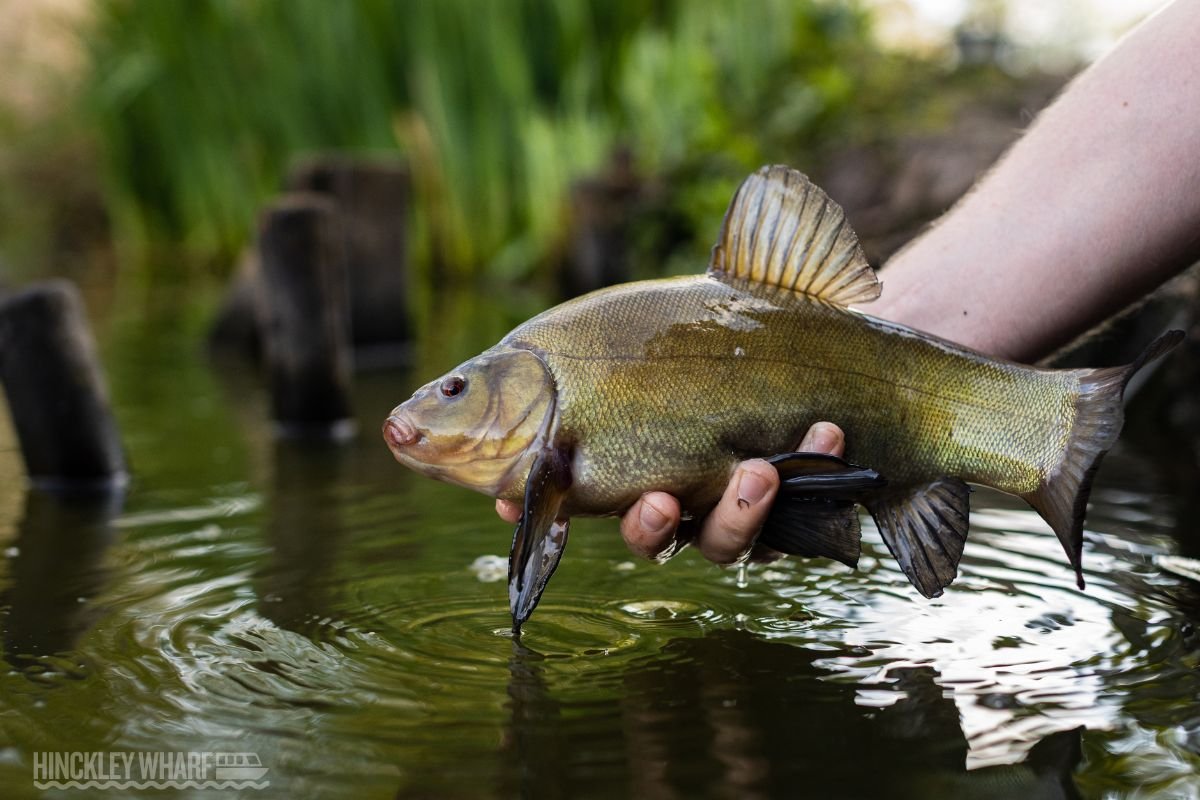 Hinckley Wharf CIC is a Community Interest Company dedicated to supporting, promoting, and safeguarding water-based community activities in Hinckley, Leicestershire. We bring together local clubs, charities, and volunteer groups who use the Ashby Canal and surrounding waterways as a base for education, recreation, and community wellbeing.