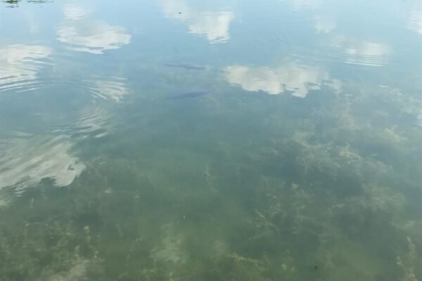 Hinckley Wharf CIC is a Community Interest Company dedicated to supporting, promoting, and safeguarding water-based community activities in Hinckley, Leicestershire. We bring together local clubs, charities, and volunteer groups who use the Ashby Canal and surrounding waterways as a base for education, recreation, and community wellbeing.